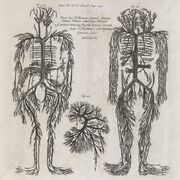 Anatomy