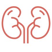 Aes 14- Morfo Nefro 2025.2