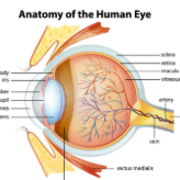 VET Health: All Extra Decks