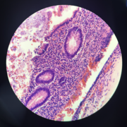 Histología