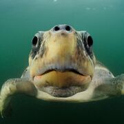 GLG-1000 Planète Terre