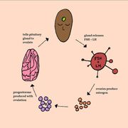 Exam Biochimie Stage - Hormones, Immuno, Ect