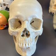 anatomy lab- pratical 1