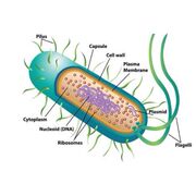 Immunity: Year 10 Semester 2 Revision
