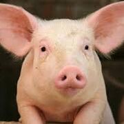 Animal Farm!