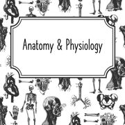 Anatomy