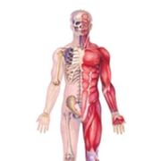 Anatomy and Physiology Honors