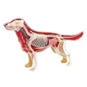 Anatomie&physiologie Animal 1