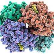 Biology - 1.2 - Proteins