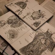 anatomie
