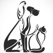 Year 4 (small animal)