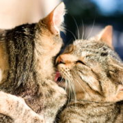 Behaviour of Animals