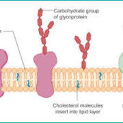 Biology - 1.3 (Membrane Proteins