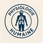 Physiologie humaine 2