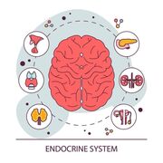 Internal Medicine - Endocrinology