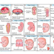 MODULE I - Embryology