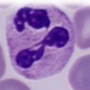 UNIT 1 - Basic structures of EUK and PROK cells