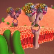 UNIT 3 - Membrane transport and cell to cell/ cell to matrix interactions