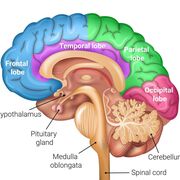 NEURO CAREER 🧠