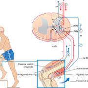AET 320 - Human Motor Control