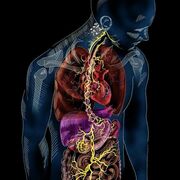 Sobreviviendo A Anatomia 1