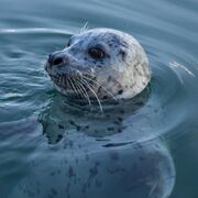 Anatomi, Fysiologi & Mikrobiologi