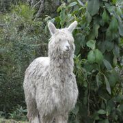 Animal form and function