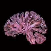 Organisms respond to changes in their environment