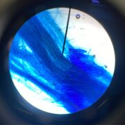 Biology Alevel Edexcell