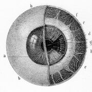 Anatomy