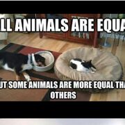 English GCSE Animal Farm Quotes