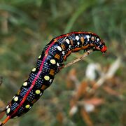 Zoologia Degli Invertebrati