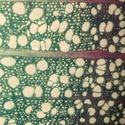 Cellular and molecular principles of life