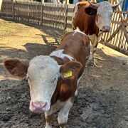 Veterinary Anatomy 1