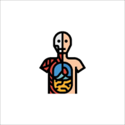 Anatomy and Physiology