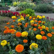 日本語総まとめＮ5