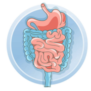 GI Tract - Y1B1