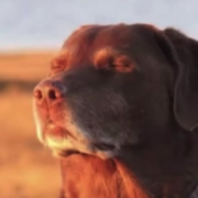 AFC - Year 10 (Context 1 and 2)