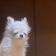 DISPENSING 2, LAB - CARDIOVASCULAR SYSTEM