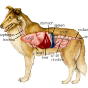 Anatomy and Physiology