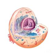 Biology AS Level (CHPT 1)