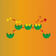 IMS Strand 3: Enzymes