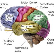 Psychology paper 2 biopsych