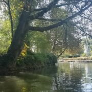 El otro árbol de Guernica