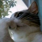 AP Comp Gov & Politics