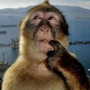 ANT102 Sutton Textbook