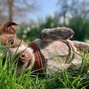 Introduction to econometrics