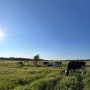 Pratique professionnelle I AGN-1001 ALH