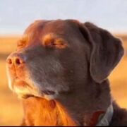 English Inspector Calls