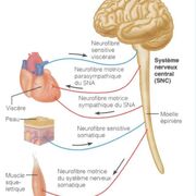 DMV1102 - Neurophysiologie